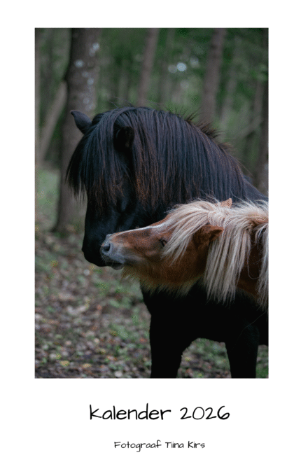 Kalender 2026 väike värviline